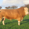 Simmental