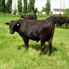 Wagyu