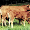 Limousin Prydeinig