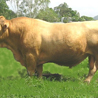Beefalo