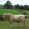 Charolais
