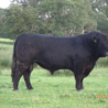 Galloway
