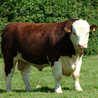 Hereford