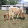 Beefalo