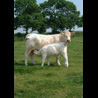 Charolais