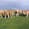 Simmental