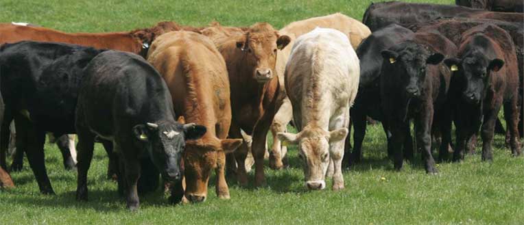Beef Resources