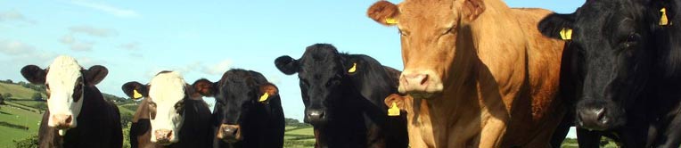 Cows
