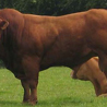 Limousin Prydeinig
