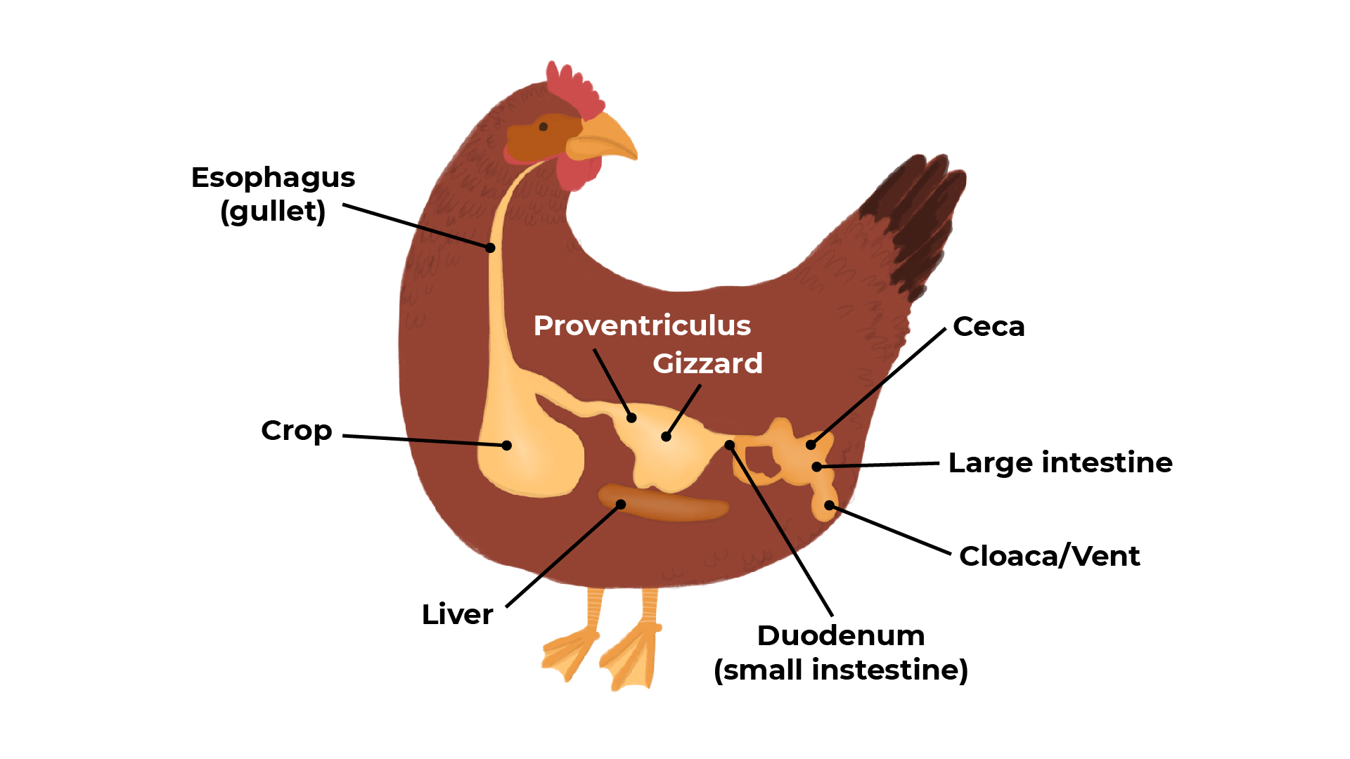 digestive system of a bird