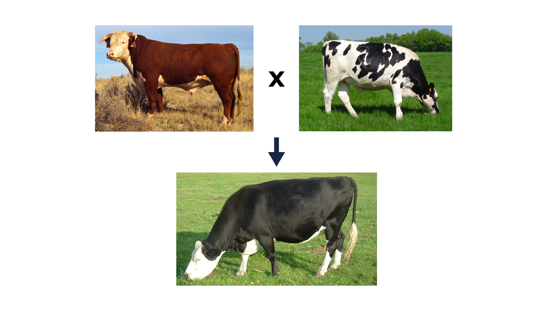 8 Selective Breeding In Farm Animals