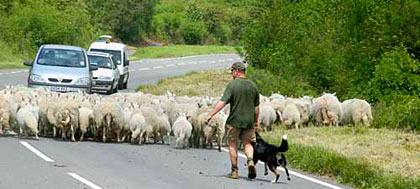 Flock of Sheep crossing A470 Road, Storey Arms, Brecon Beacons, Mid Wales