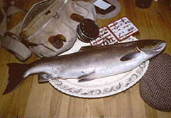 A wild salmon, caught fly fishing on the river Usk near Brecon, Powys, Mid Wales